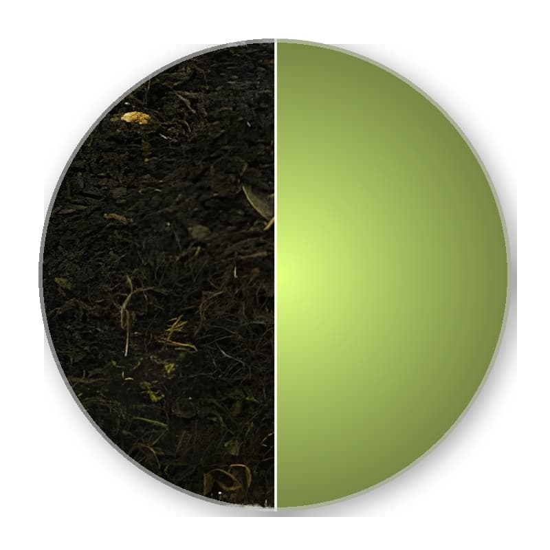 China Fujian Jasmin MANDARIN —